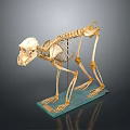 Mammalian Skeleton Organ Structure Display on Blue Base Stand with Detailed Bones