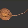 Dried Orange Plant Pod With Split Structure And Long Stem On Dark Background 3d model