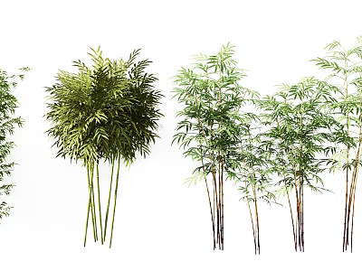 Diverse Bamboo Plants with Various Heights and Green Leafy Foliage 3d model