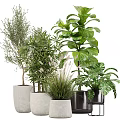 Potted Bonsai and Diverse Plants in Concrete and Black Planters with Lush Green Foliage