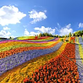 Vibrant Park Landscape With Colorful Flower Fields On Hillside Blue Sky And Distant Trees
