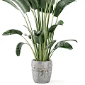 Large Indoor Potted Plant With Wide Green Leaves In Concrete Pot Home Decor