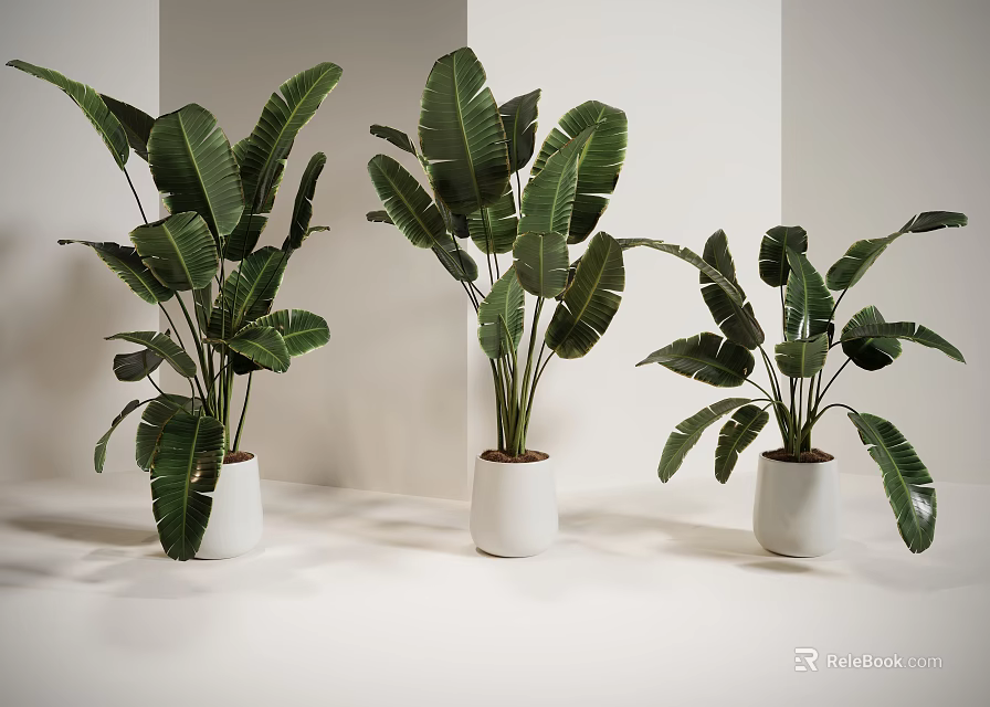 Indoor Potted Plants With Large Green Leaves In White Pots Arranged Neatly 3d model 