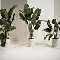 Indoor Potted Plants With Large Green Leaves In White Pots Arranged Neatly