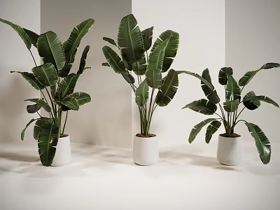 Indoor Potted Plants With Large Green Leaves In White Pots Arranged Neatly 3d model