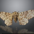 Moth With Brown And White Patterned Wings On Dark Surface With Reflection