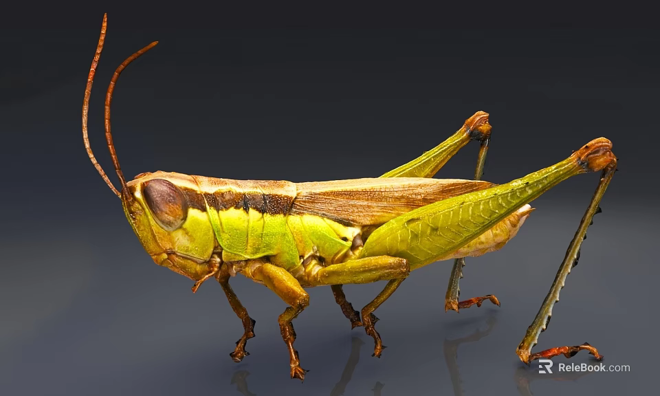 Green Reptile With Long Antennae And Striped Brown Green Body In Close Up View 3d model 