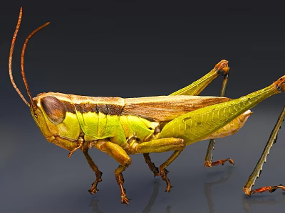 Green Reptile With Long Antennae And Striped Brown Green Body In Close Up View 3d model