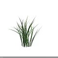 Healthy Fresh Green Tall Grass with Slender Leaves in Natural Growth