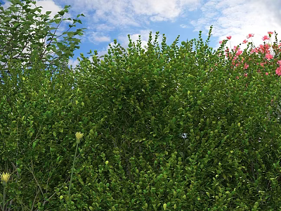 Lush Green Shrubs With Dense Foliage And Pink Flowers Under Blue Sky And White Clouds 3d model