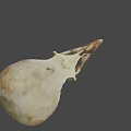 Detailed Close Up View Of Avian Skull With Natural Bone Structure