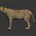 Cheetah Standing On Black Surface With Spotted Coat And Shiny Reflection