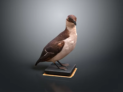 Detailed Bird Taxidermy Specimen Standing On Black Base Against Dark Background 3d model