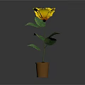 Yellow Flower Plant With Green Leaves In Brown Pot On Dark Background