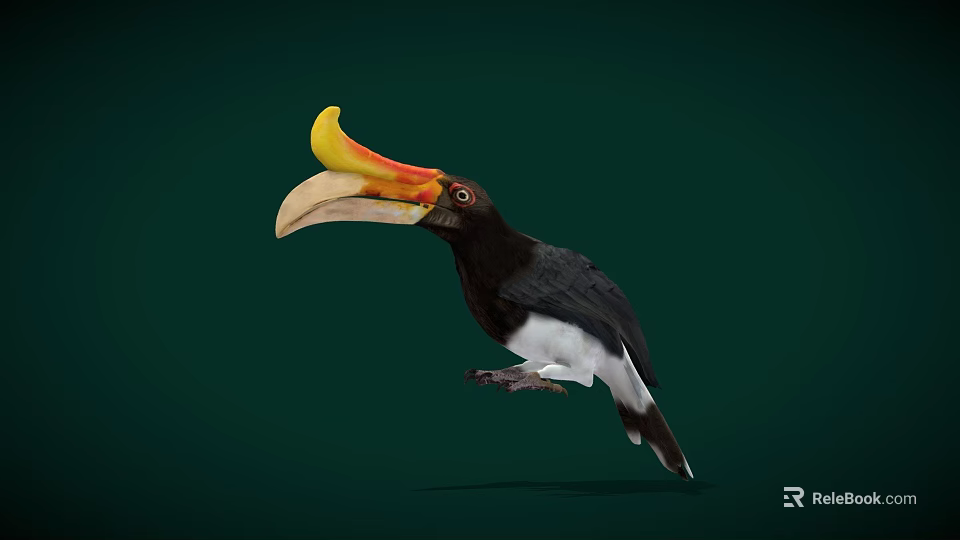 Colorful Hornbill Bird With Yellow Orange Beak And Black White Body On Dark Green Background 3d model 