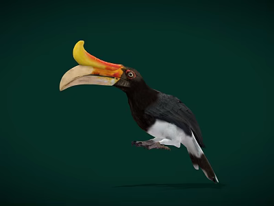 Colorful Hornbill Bird With Yellow Orange Beak And Black White Body On Dark Green Background 3d model