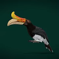 Colorful Hornbill Bird With Yellow Orange Beak And Black White Body On Dark Green Background