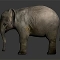 Realistic Baby Elephant 3D Model With Detailed Texture And Standing Pose On Gray Background