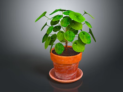 Lush Green Round Leaf Plant in Terracotta Pot with Saucer on Dark Background 3d model