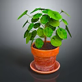 Lush Green Round Leaf Plant in Terracotta Pot with Saucer on Dark Background