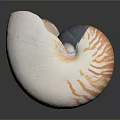 Nautilus Marine Creature Displaying Unique Spiral Shell With Orange And White Stripes