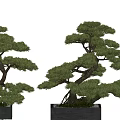 Bonsai Trees With Twisted Trunks Exposed Roots And Green Foliage In Square Pots