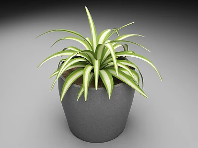 Fresh Indoor Houseplant With Green White Striped Leaves In Gray Pot 3d model