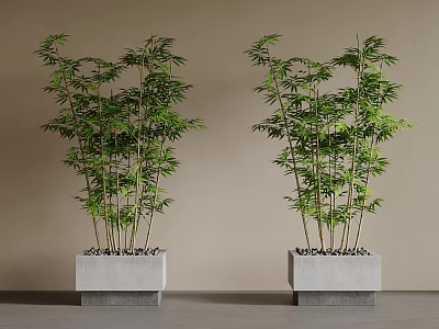 Two Bamboo Bonsai Plants in Square Concrete Pots with Lush Green Foliage 3d model