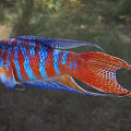 Colorful Aquatic Fish With Vibrant Blue Red Orange Scales And Fins
