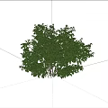 Lush Green Shrub With Dense Leaves Growing Against Stone Wall In Grass
