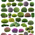 Diverse Ornamental Trees with Varied Shapes Green Purple Foliage and Rounded Forms