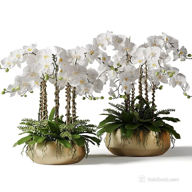 Blooming White Orchids in Golden Vases with Lush Green Foliage and Ferns 3d model 