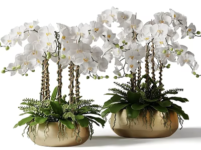 Blooming White Orchids in Golden Vases with Lush Green Foliage and Ferns 3d model