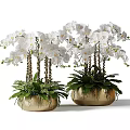 Blooming White Orchids in Golden Vases with Lush Green Foliage and Ferns