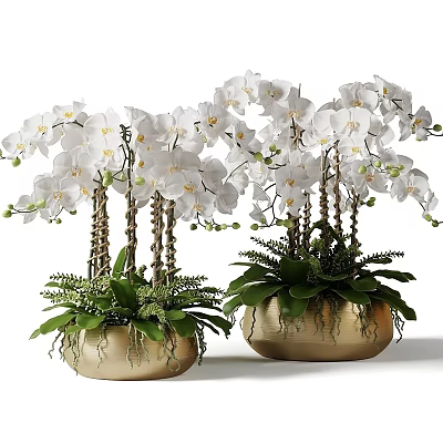 Blooming White Orchids in Golden Vases with Lush Green Foliage and Ferns 3d model