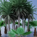 Tall Palm Trees With Lush Green Fronds And Sturdy Trunks Surrounded By Smaller Palm Plants