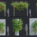 Decorative Flowering Vines With Pink Flowers And Different Shapes For Outdoor Garden Decor