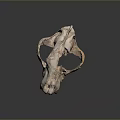 Ancient Fossilized Skull With Brown Textured Surface And Dark Background Reflection 3d model