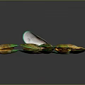 Vibrant Colored Mussels With Open And Closed Shells On Dark Surface