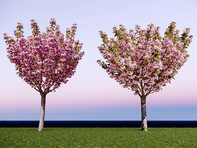 Two Flowering Trees with Pink Blossoms Standing on Green Grass under Blue Sky 3d model