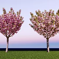 Two Flowering Trees with Pink Blossoms Standing on Green Grass under Blue Sky
