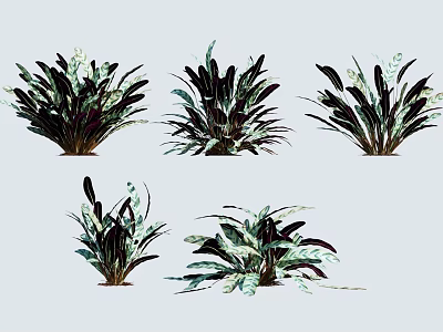 Various Green Leafy Plants With Colorful Foliage For Indoor Decoration Different Shapes And Textures 3d model