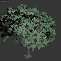 Lush Green Shrub With Dense Foliage And Healthy Branches For Garden Landscaping