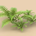 Lush Green Fern Shrub With Feathery Fronds And Dense Foliage For Garden Landscaping