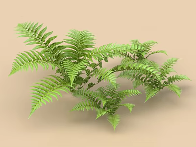 Lush Green Fern Shrub With Feathery Fronds And Dense Foliage For Garden Landscaping 3d model