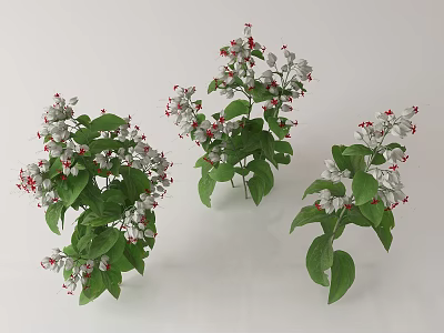 Three Bunches of Floral Plants with Green Leaves White Flowers and Red Accents 3d model