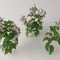 Three Bunches of Floral Plants with Green Leaves White Flowers and Red Accents