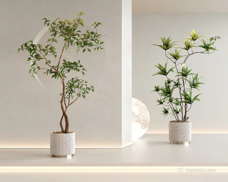 Indoor Decorative Bonsai Plants In White Textured Pots With Green Leaves On Shelf 3d model 