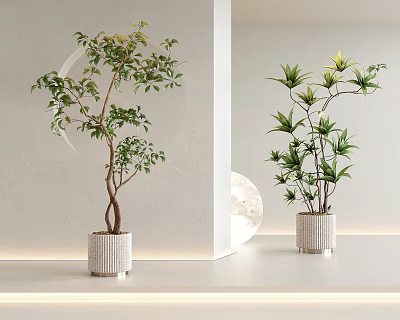 Indoor Decorative Bonsai Plants In White Textured Pots With Green Leaves On Shelf 3d model