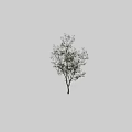Tall Green Tree With Lush Foliage And Slender Trunk Featuring Human Silhouette For Scale